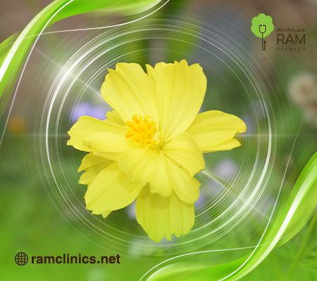 فوائد حبوب زهرة الربيع