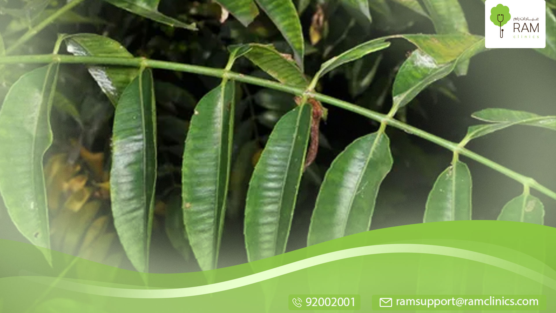 داء الرشاشيات