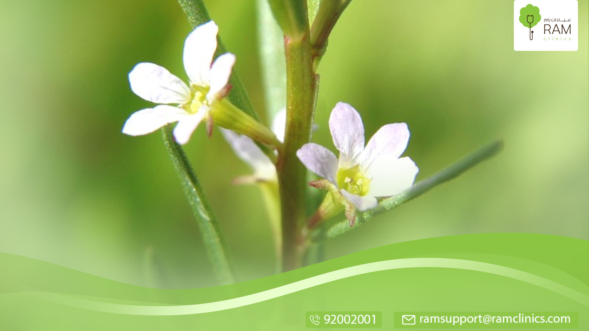 فوائد عشبة السنامكي