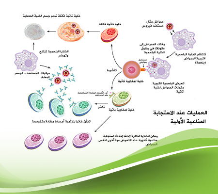كيف يعمل الجهاز المناعي