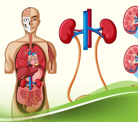الوقاية من مشاكل المسالك البولية