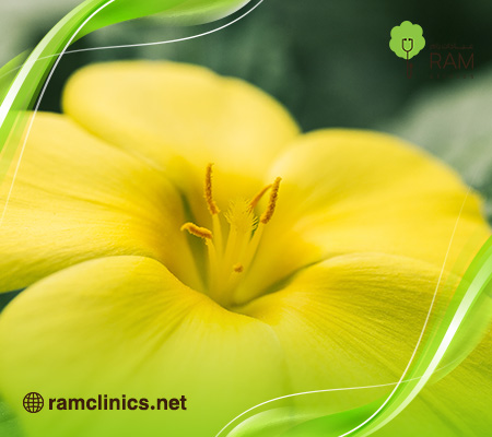 فوائد-حبوب-زهرة-الربيع-للنساء