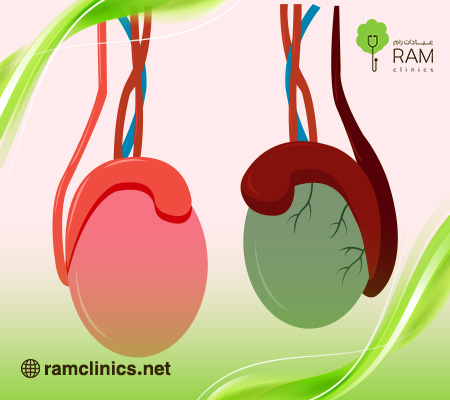 حجم-الخصيتين-الطبيعي