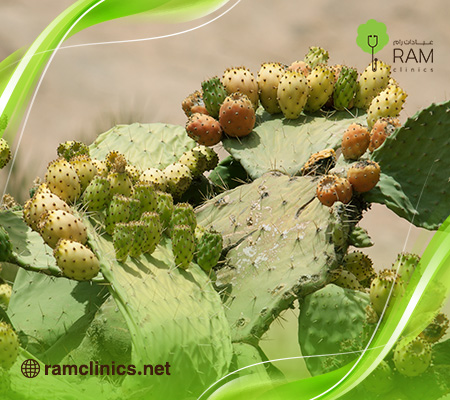 فوائد-التين-الشوكي